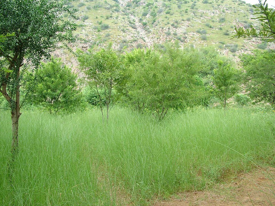 Gandhivan forest – GBS Jaipur